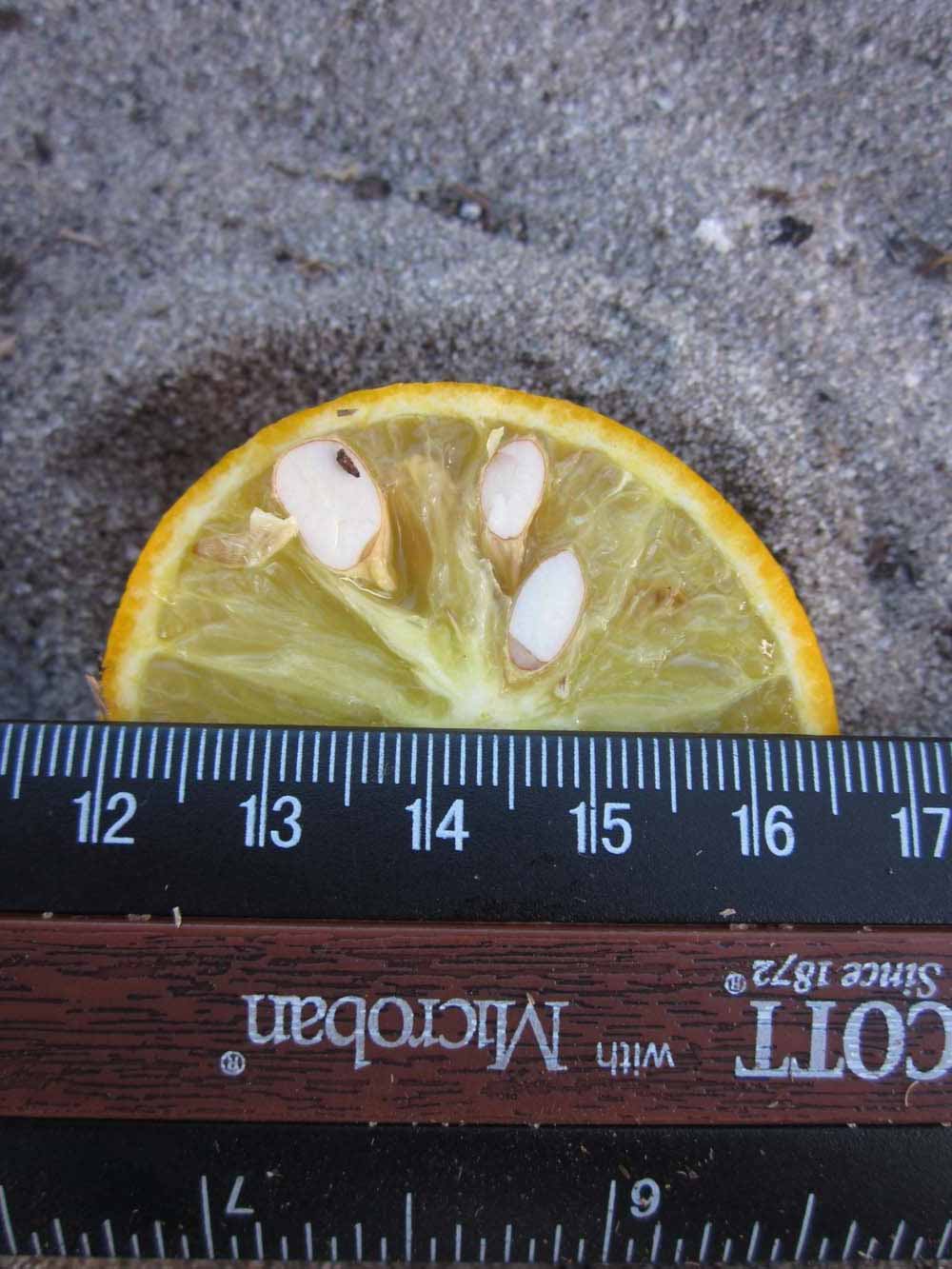              Fruit cross-section (Winter Haven, FL)       